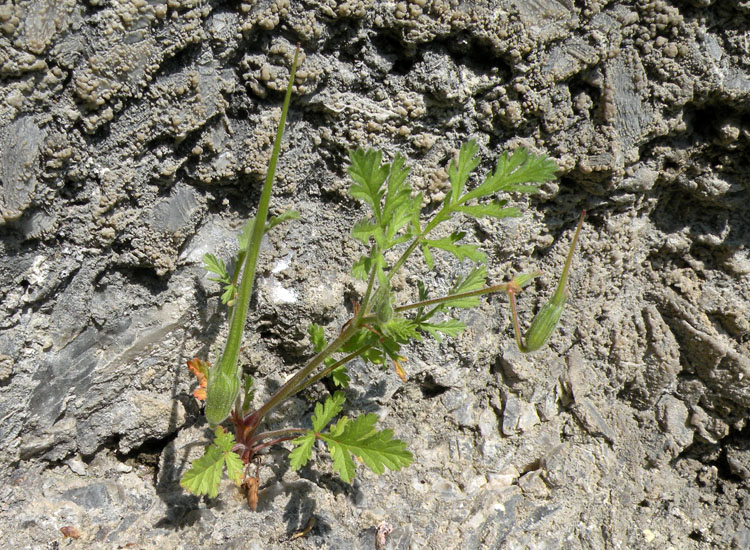 Erodium ciconium